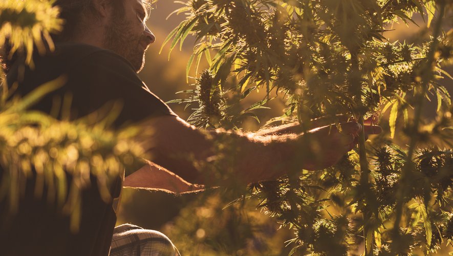 La superficie de la parcelle où poussent les plants de cannabis va passer de 2 à 3 hectares.