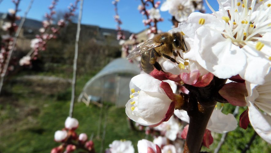 Fleurs d’abricotier et abeilles elles aussi en mode printemps.