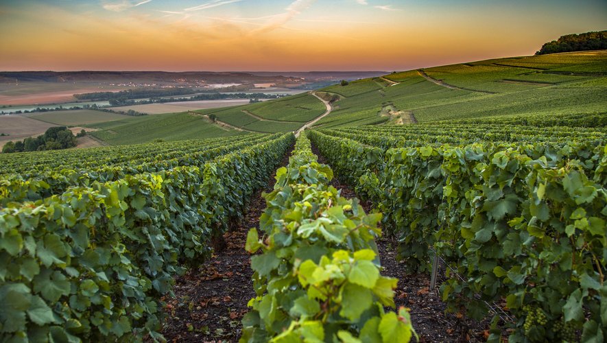 Les spécialistes mondiaux du vin évoqueront les effets du réchauffement climatique sur les vignes à Vinexpo New York.