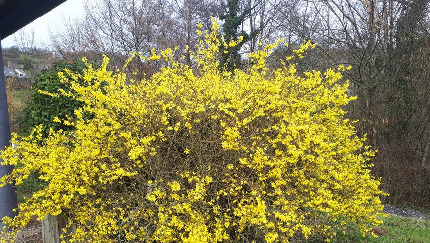 Un magnifique forsythia,au jaune éclatant.