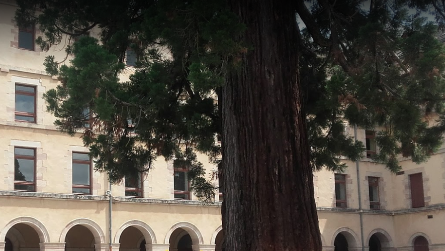 Le séquoia géant du temps de sa splendeur dans la cour du collège. 