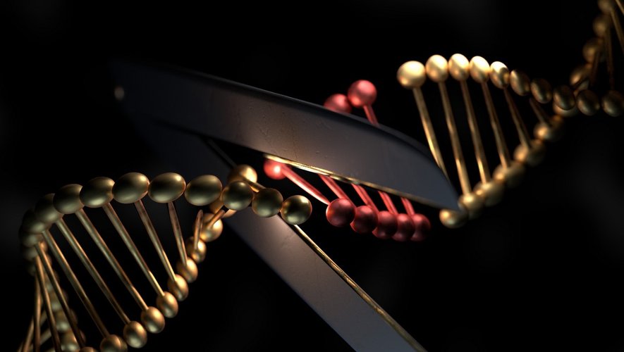 Génome humain : l’OMS veut réguler sa modification