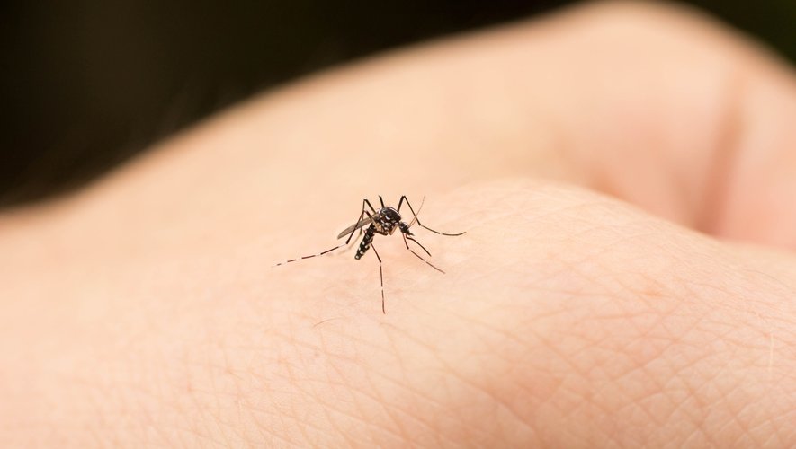 Les femelles moustiques qui transmettent la dengue et le virus Zika repèrent les humains grâce à un récepteur sentant l'acide lactique contenue dans la sueur humaine