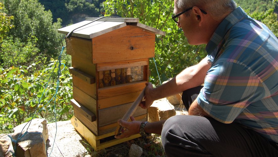 Michel Rives, le président du GDSA de l’Aveyron, très attentif au fonctionnement des abeilles en ce début de printemps.