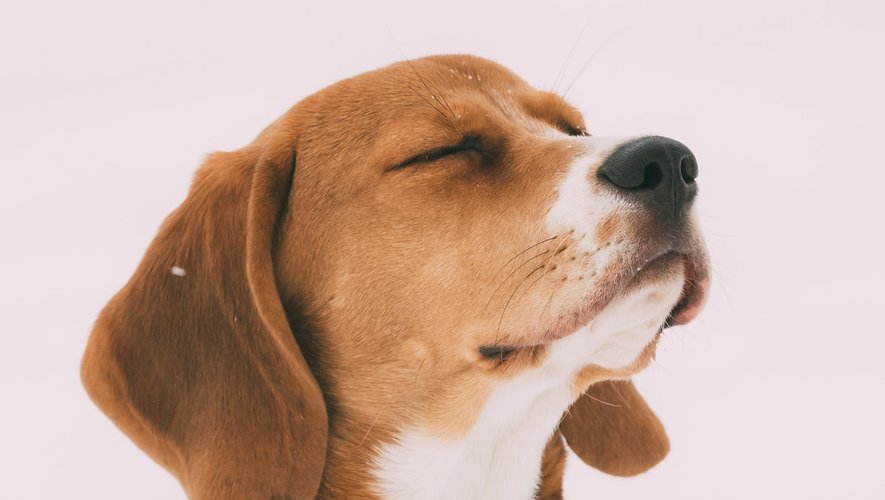 L’odorat canin pour diagnostiquer le cancer