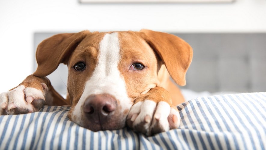 Santé animale : comprendre les chaleurs de la chienne