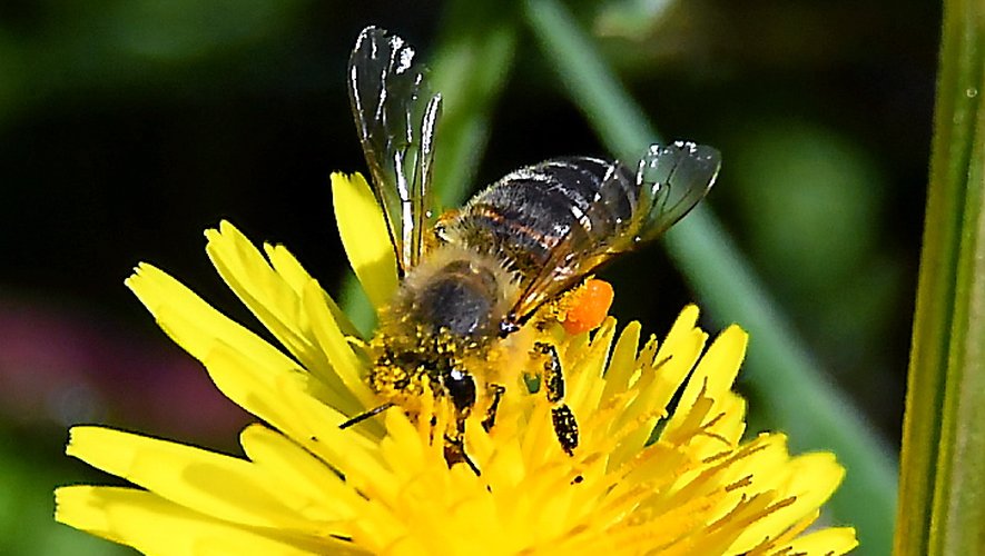 Apicité est un label national qui distingue les communes engagées en faveur des abeilles et des pollinisateurs sauvages.