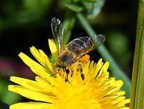 Apicité est un label national qui distingue les communes engagées en faveur des abeilles et des pollinisateurs sauvages.