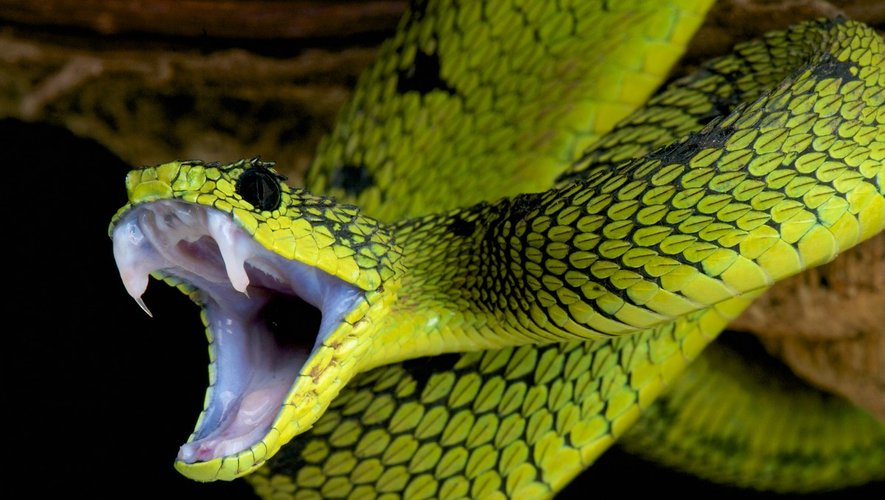 Morsures de serpents : moins 50% de mortalité d’ici à 2030 ?