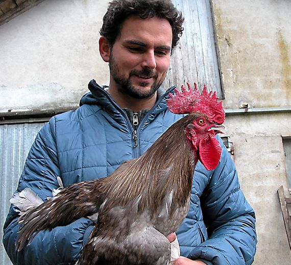 Romain Gabriel, éleveur de coqs.