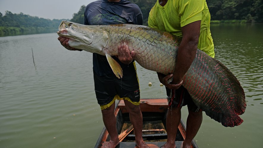 Ce poisson géant, appelé aussi "morue d'Amazonie", a été sauvé de l'extinction grâce à un programme scientifique de l'Institut Mamirauá.