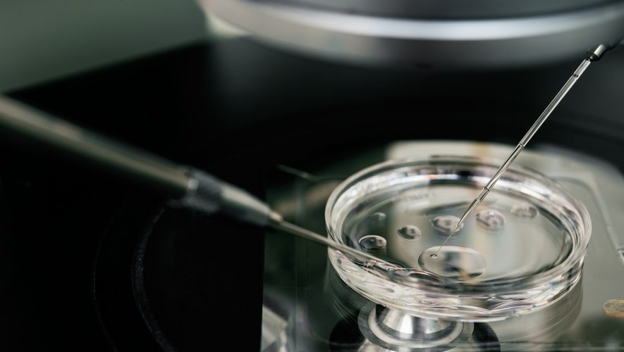 Première mondiale : naissance après maturation d’ovocytes en laboratoire