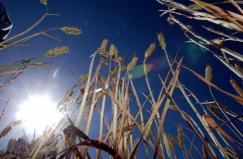 Pour les agriculteurs, ces fortes chaleurs sont utile pour les récoltes des foins.