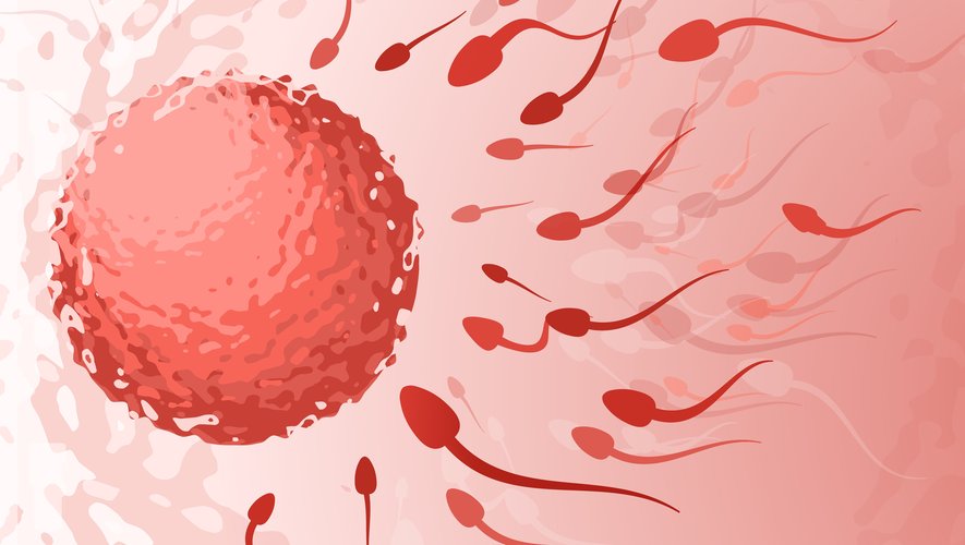 Fécondation : quand le système immunitaire des femmes détruit les spermatozoïdes