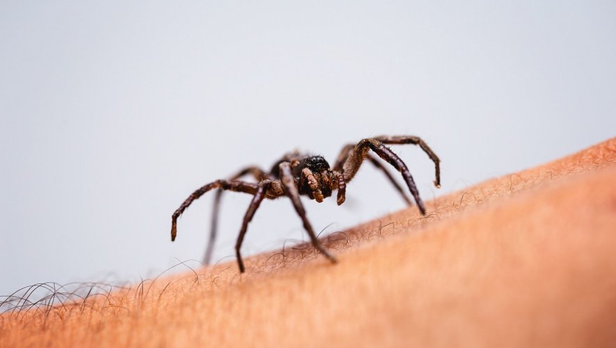 Arachnophobie : comment vaincre votre peur panique des araignées ?