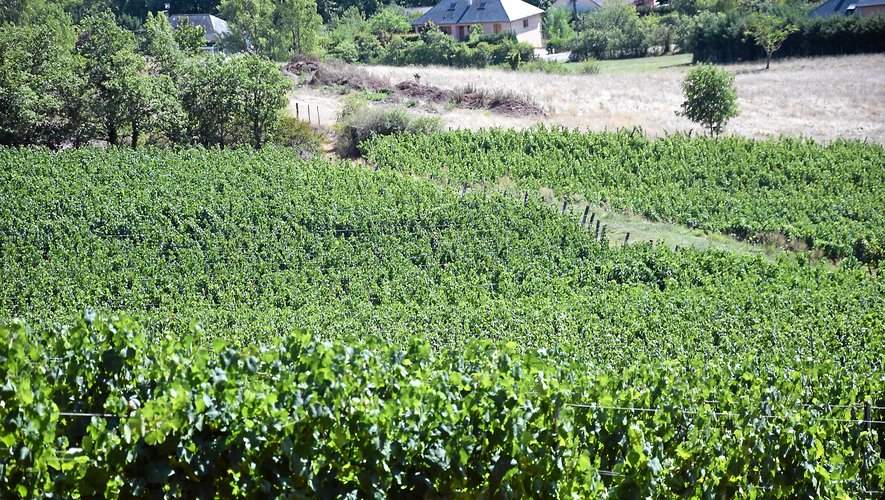 Le parcours balisé Terra Trail, qui s’élancede Saint-Christophe, permet de découvrir les vignobles  et les paysages du Vallon d’une manière originale.