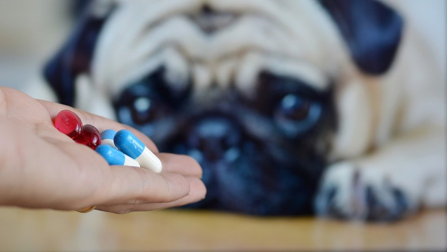 Comment administrer un médicament à mon chien ?