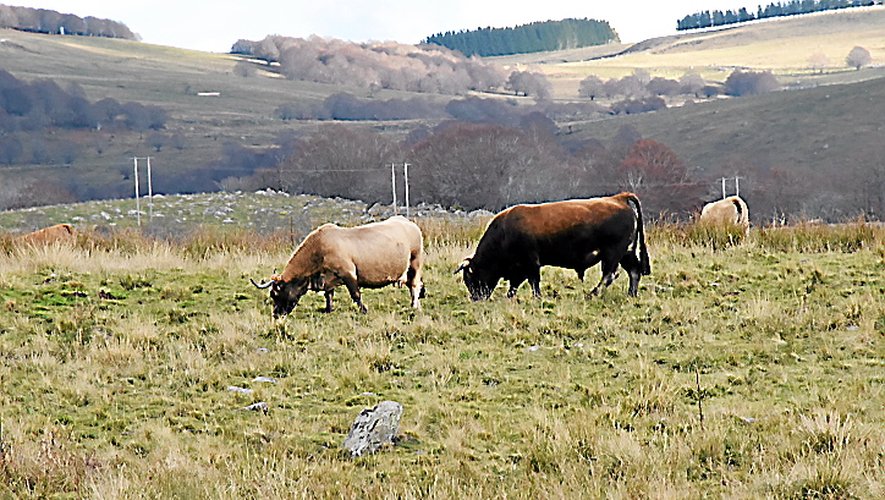 Les éleveurs de bovins viande, nombreux en Aveyron, ont un revenu inférieur aux autres agriculteurs.