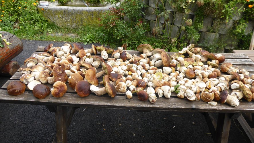 Une belle cueillette de champignons !