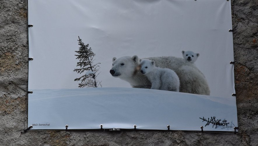 Des ours polaires au cœur de l'Aubrac.