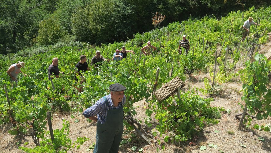 Pierre Alaux, doyen de Campouriez, a convié amis et voisins pour récolter et concevoir son vin « maison » !