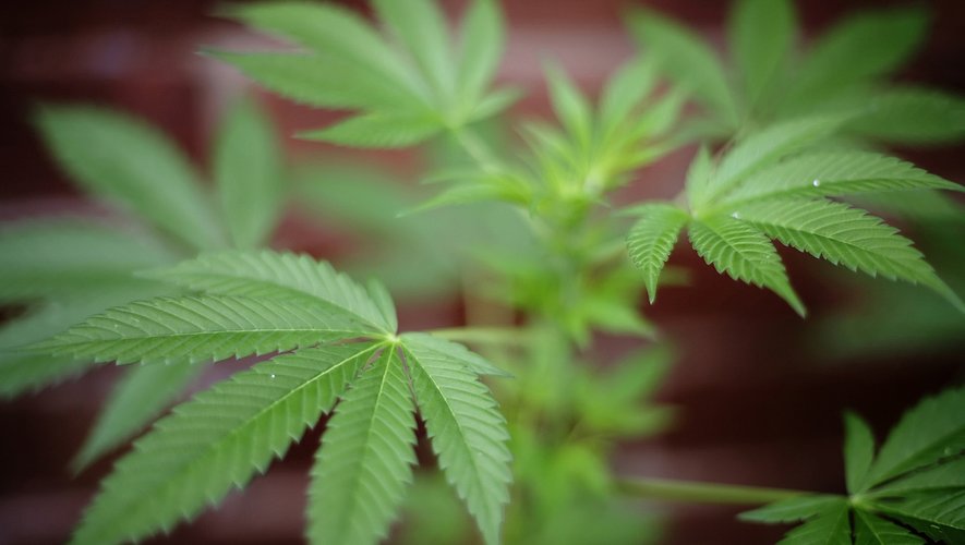 L'Assemblée nationale s'apprête à autoriser une expérimentation du cannabis thérapeutique.