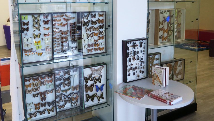 Plus de 350 papillons, d’ici et d’ailleurs s’exposent à la médiathèque de la Viadène.