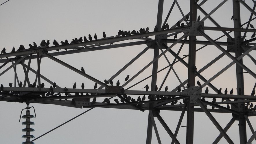 Des oiseaux massivement perchés sur un pylône