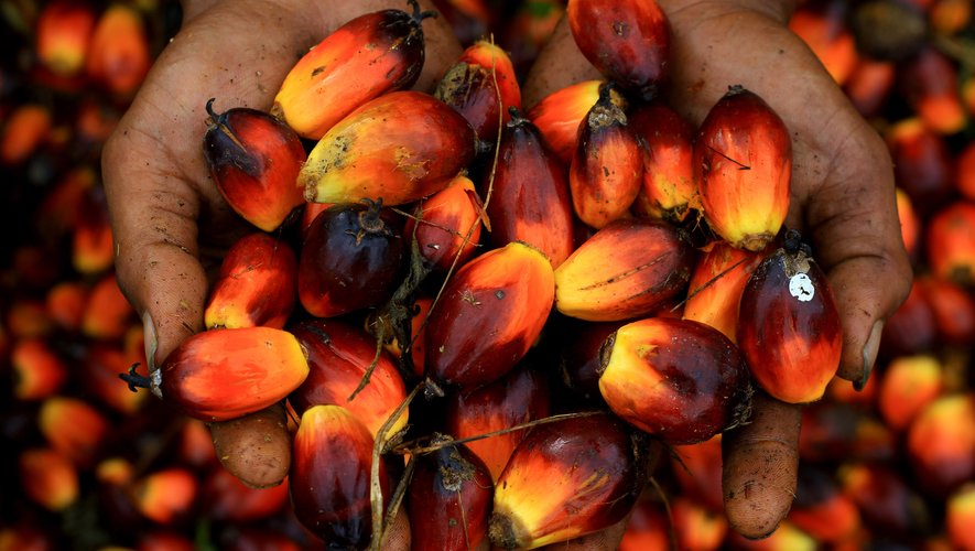 Les députés ont voté jeudi sans débat un report à 2026 de l'effacement de l'huile de palme de la liste des biocarburants.