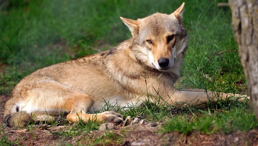 Avec 530 individus estimés, la population de loups en France dépasse 500, nombre considéré par le plan loup adopté en 2018 comme le "seuil de viabilité démographique".