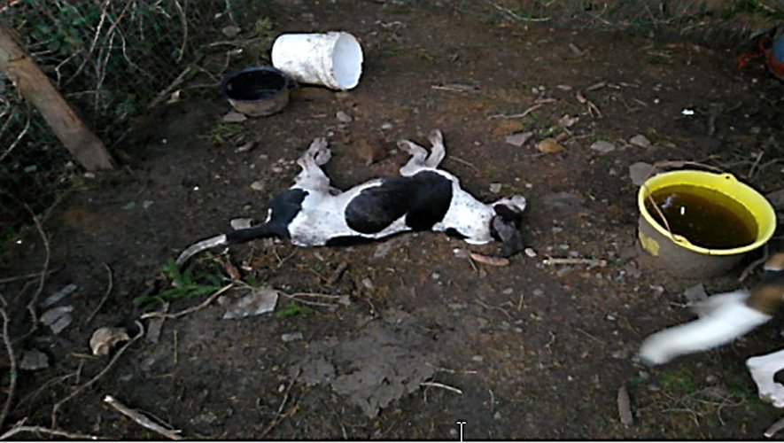 Laguiole Les gendarmes découvrent  le cadavre d’un chien