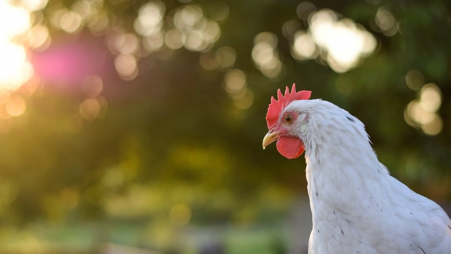Alimentation : le bien-être des poulets bientôt sur les étiquettes