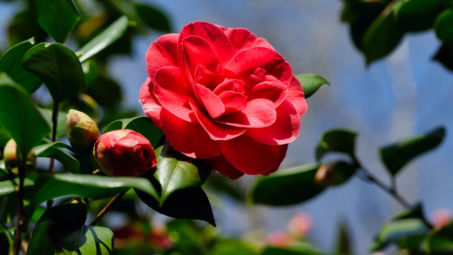 Les amoureux des roses pourront opter pour des camélias, qui fleurissent du début de l'automne au printemps et dont l'apparence s'avère similaire à la fleur star de la Saint-Valentin.