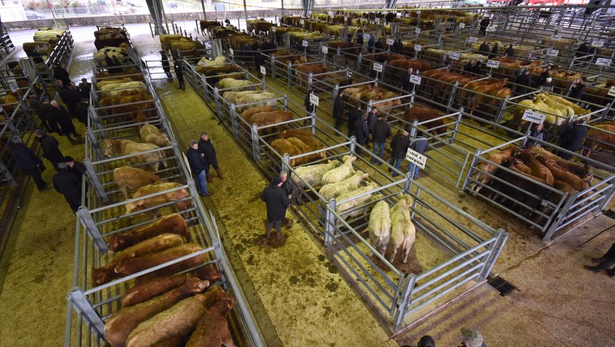 Plus de 800 bovins et leurs éleveurs se pressent chaque mardi matin au marché de Laissac.