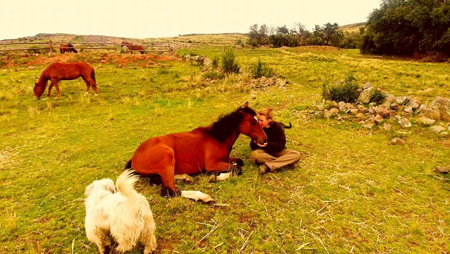 En attendant son rapatriement, Lola est retournée à Chucuito, auprès des chevaux.