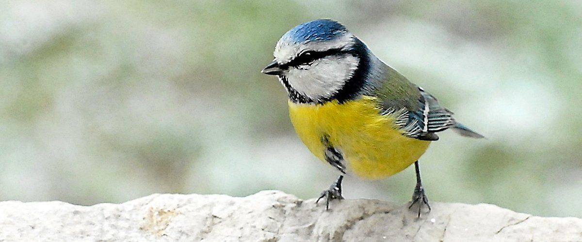 L'observation des oiseaux comme activité en période de confinement