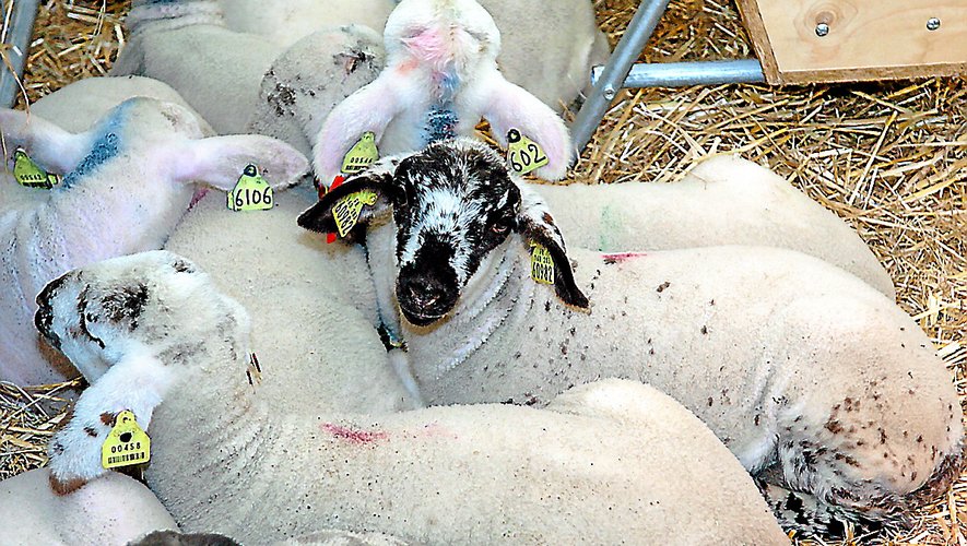 Les agneaux label rouge d’Occitanie représentent 30 % de la production nationale.