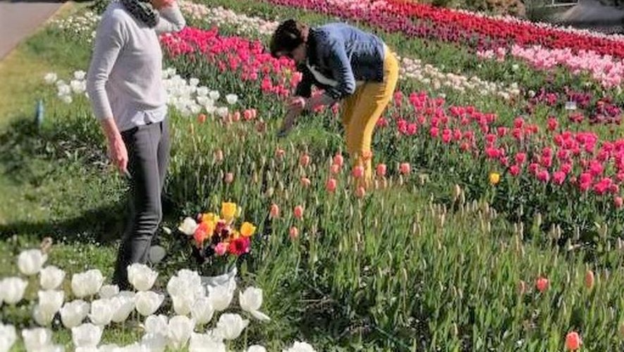 Une belle cueillette dans un beau champ de tulipes !