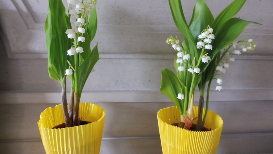 Le muguet, un brin porte-bonheur