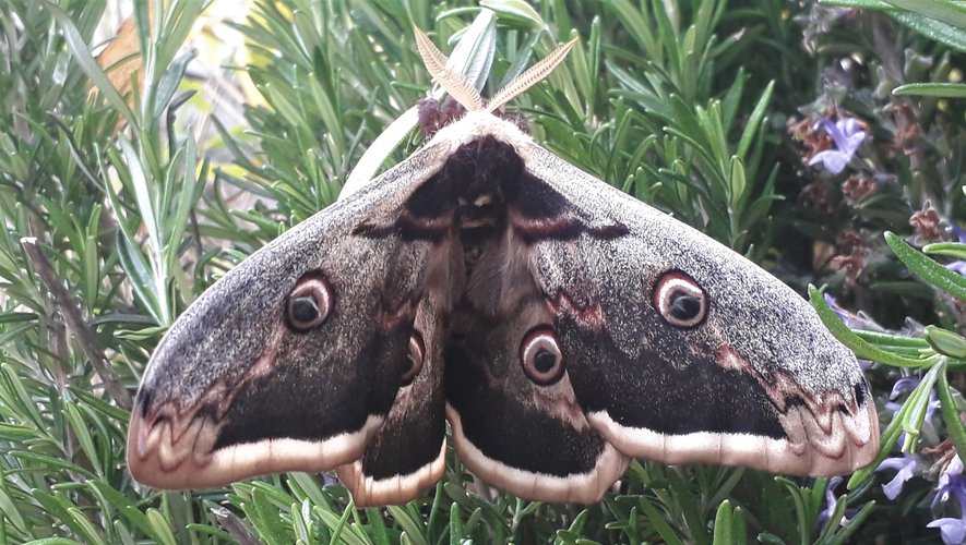 Le plus grand papillon de nuit européen s’invite dans les jardins