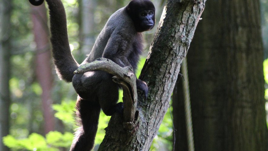 La Pre Wikberg et ses collègues ont étudié la matière fécale de 45 singes rassemblés en huit groupes sociaux différents dans une petite forêt près des villages de Boabeng et Fiema au Ghana.
