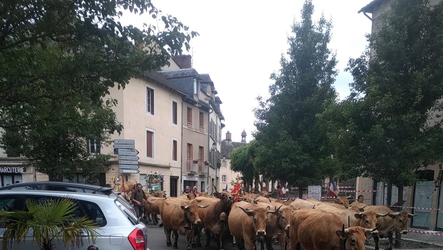 Les troupeaux en route pour l’estive.
