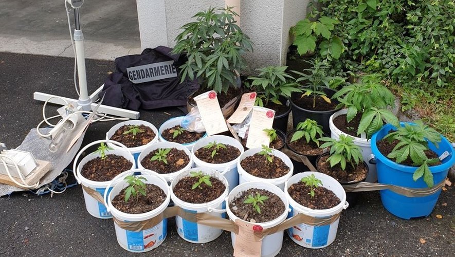 Dix-huit plants de cannabis en culture ont été saisis chez l'individu.