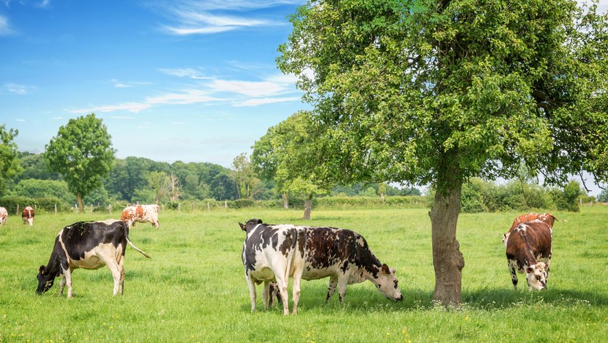 L'ONG britannique Compassion in World Farming (CIWF) qui milite pour le bien-être des animaux d'élevage, a décerné cette année 34 trophées reconnaissant les efforts d'entreprises du secteur agroalimentaire, de la restauration ou de la distribution