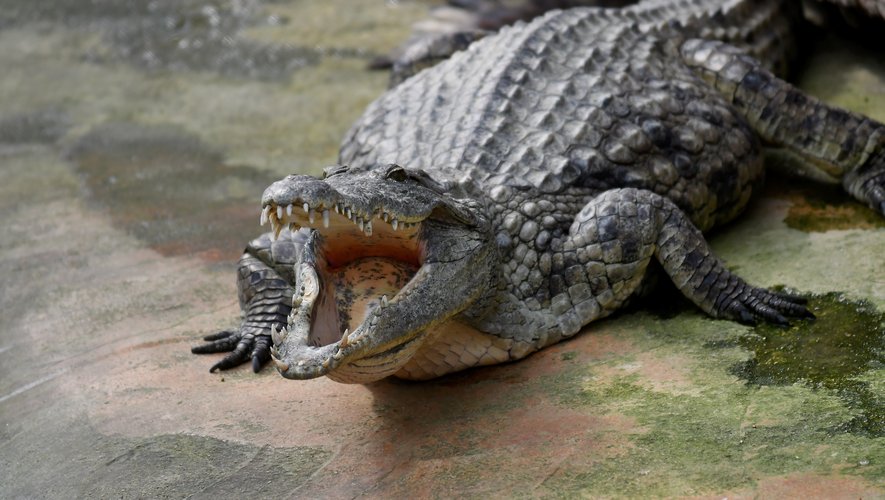 Une réserve tropicale pour les crocodiles