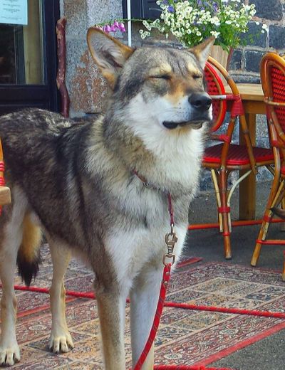 Vladimir, chien-loup tchécoslovaque surveillant de bistrot.