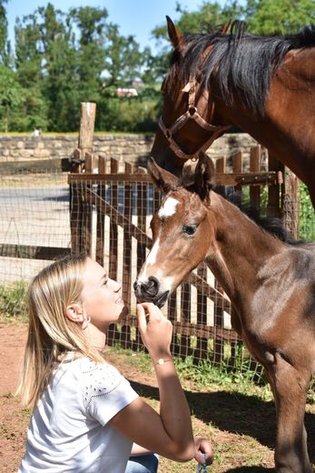 Pour la première fois, le centre équestre Lillhippus organise le concours de Foals