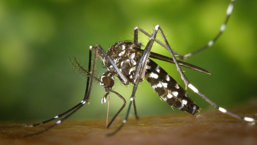 Le moustique tigre. La veille citoyenne est un des outils de prévention favorisé. 