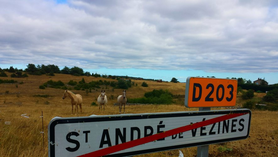 Un troupeau de chevaux à Saint-André-de-Vezines.