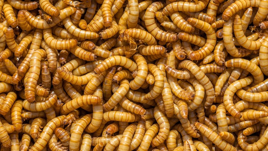 Certains insectes, comme le vers Molitor, produisent une farine très protéinée pouvant à l'avenir prétendre à remplacer les tourteaux de soja traditionnellement utilisés par cette industrie